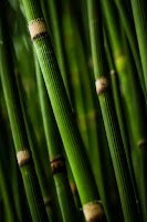 Baans ka ped | Bamboo's tree - A Motivational story