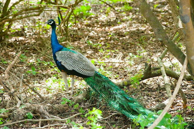 About Peacock in Hindi